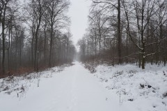 Schneesturm 08.02.2021 (Barsinghausen, Hannover)