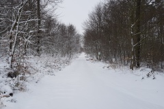 Spätwinter im Deister (Hohenbostel)