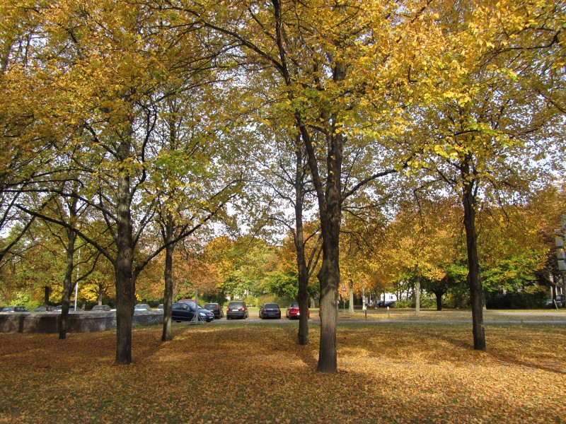 Zeitweise goldener Oktober