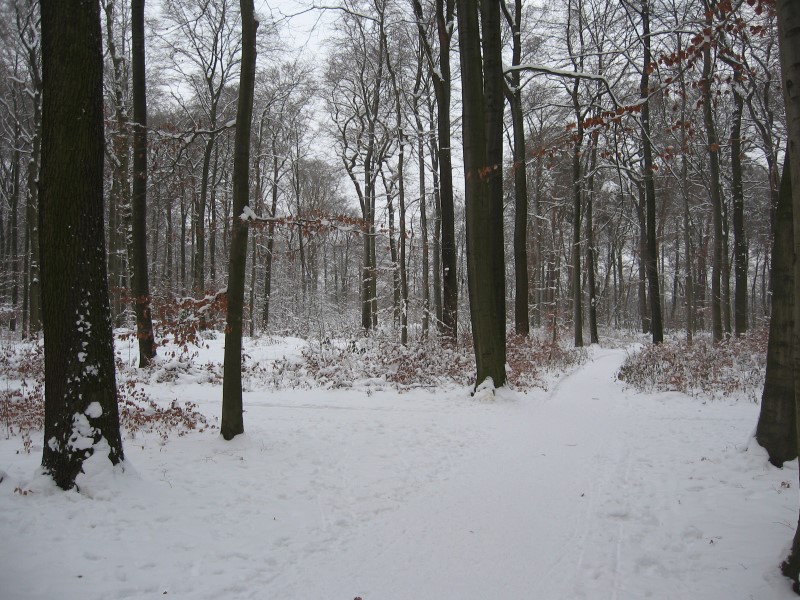 Schneefälle bis ins Flachland – im Nordosten mäßiger Dauerfrost