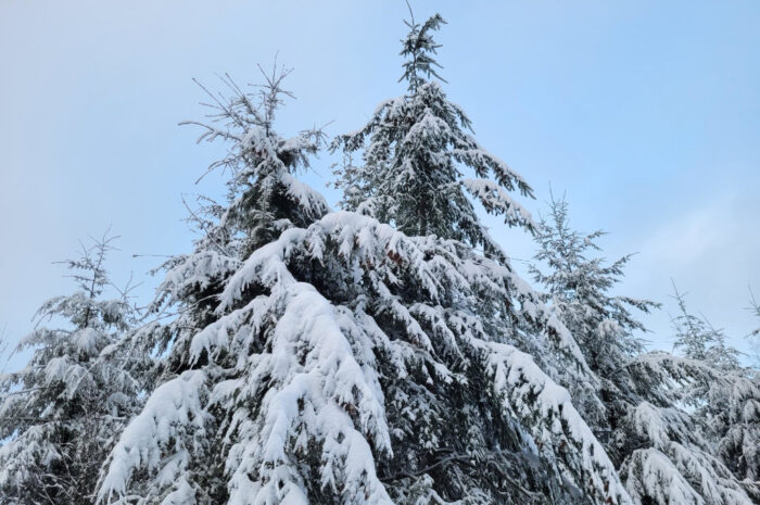 Weihnachtswetter 2023 – eine erste Prognose